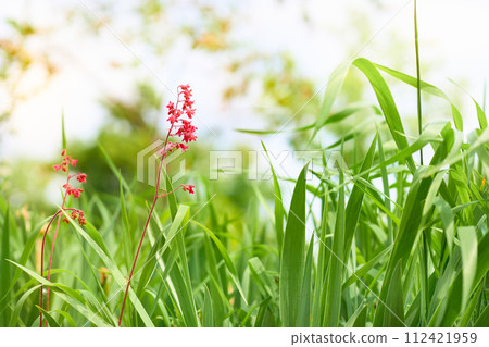 Red cute flower among green grass in the meadow Red cute flower among green grass in the meadow 112421959