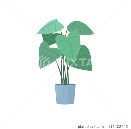 A big decorative houseplant growing in pot. Colorful flat isolated illustration. Home and office interior design A big decorative houseplant growing in pot. Colorful flat isolated illustration. Home and office interior design 112422443