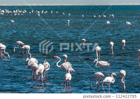 Flamingos near Walvis Bay Flamingos near Walvis Bay 112422785