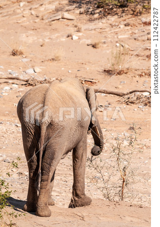 Desert Elephant in Namibia Desert Elephant in Namibia 112422787
