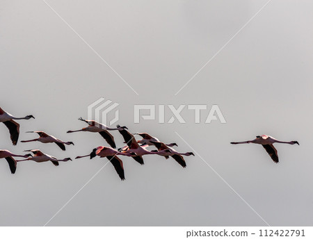 Flamingos near Walvis Bay Flamingos near Walvis Bay 112422791