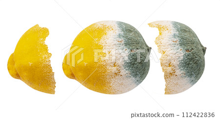 Rotten moldy lemon 112422836