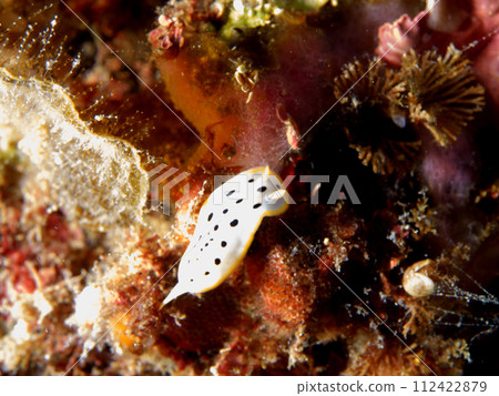 Small Chromodoris Small Chromodoris 112422879