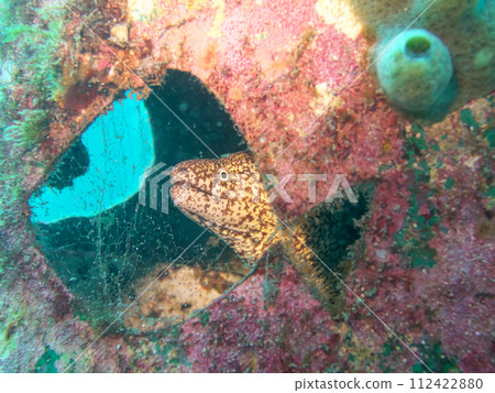 wild moray eel 112422880