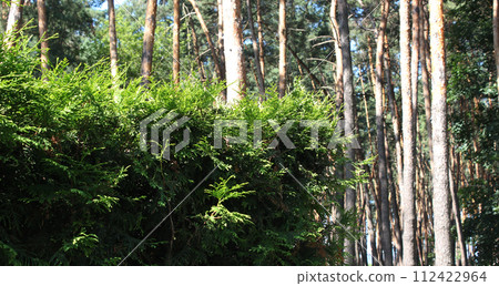 Evergreen plants and trees. Thuja bushes in a green hedge in front of old pine trees Evergreen plants and trees. Thuja bushes in a green hedge in front of old pine trees 112422964