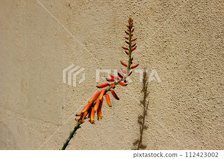 Bunch of Aloe Vera Flowers 112423002