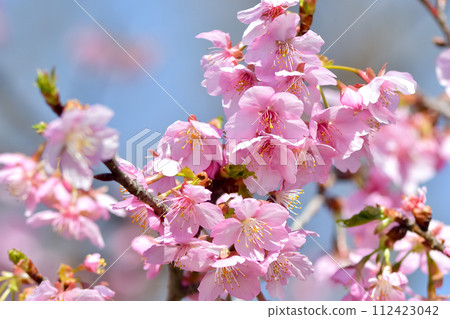 櫻花櫻 櫻花櫻 112423042