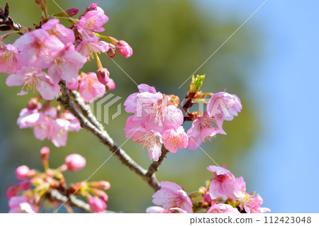 櫻花櫻 112423048