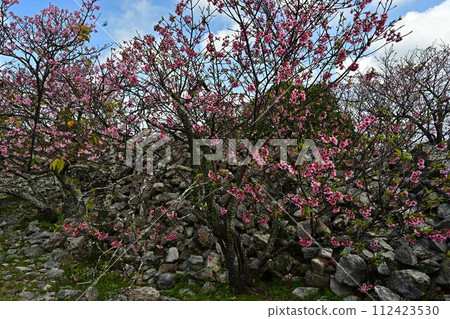 Cherry blossoms of Nakijin Castle Cherry blossoms of Nakijin Castle 112423530