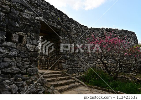Cherry blossoms of Nakijin Castle 112423532