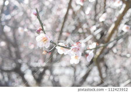 梅花告訴春天的到來 梅花告訴春天的到來 112423912