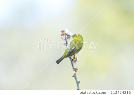 Plum blossom and white-eye Plum blossom and white-eye 112424216