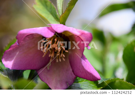 Christmas rose 112424252