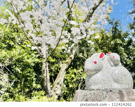 Rabbit in the precincts of Mio Shrine near Lake Biwa Canal Rabbit in the precincts of Mio Shrine near Lake Biwa Canal 112424262
