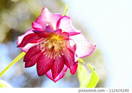 Christmas rose 112424290