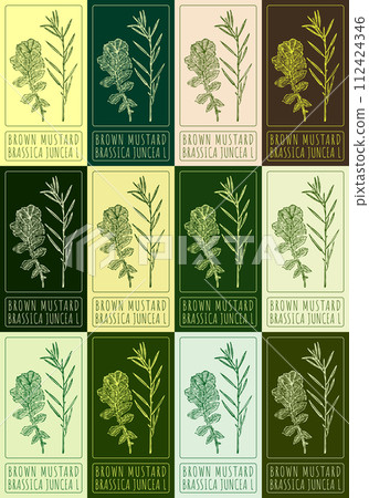 Set of vector drawing BROWN MUSTARD in various colors. Hand drawn illustration. The Latin name is BRASSICA JUNCEA L. 112424346