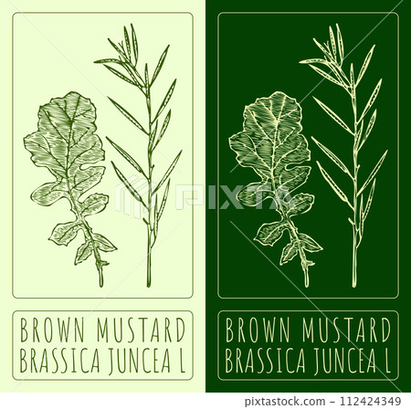 Vector drawing BROWN MUSTARD. Hand drawn illustration. The Latin name is BRASSICA JUNCEA L. Vector drawing BROWN MUSTARD. Hand drawn illustration. The Latin name is BRASSICA JUNCEA L. 112424349