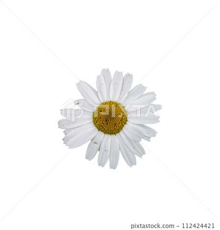 A close-up of a daisy flower, showcasing its white petals and bright yellow center. A close-up of a daisy flower, showcasing its white petals and bright yellow center. 112424421
