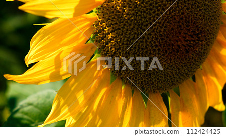 The image showcases the detailed textures within a bright yellow sunflowers core. The image showcases the detailed textures within a bright yellow sunflowers core. 112424425