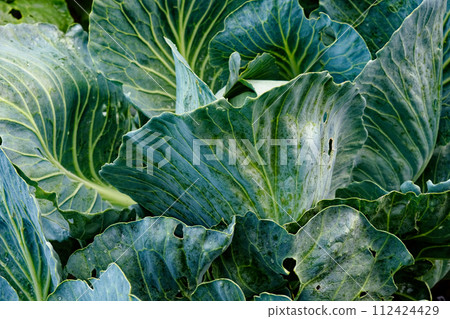 A close view of a cabbage revealing the textures and patterns on its leaves. 112424429