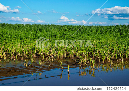 Sunlit crop field partially covered in standing water. Sunlit crop field partially covered in standing water. 112424524