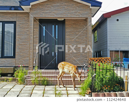 蝦夷鹿在前門吃波斯菊 野鹿破壞園丁和家庭花園 北海道住宅區 112424648