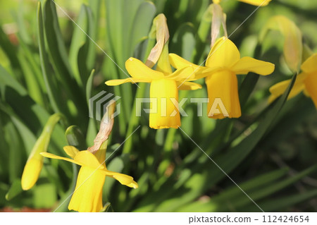 Yellow mini daffodil (tetartate) flowers blooming in the garden in early spring 112424654