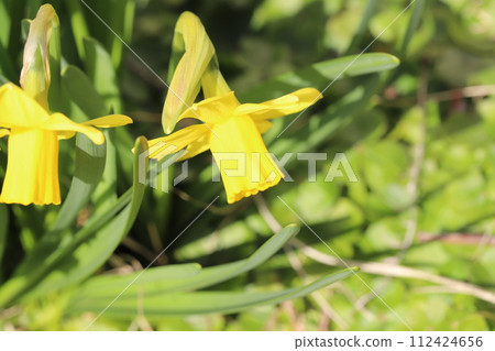 早春花園裡盛開的黃色迷你水仙花（四酒石酸）花 112424656