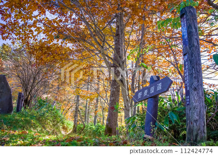 舊乃木街道上生氣勃勃的秋葉【縣界/援助小屋周圍】 112424774