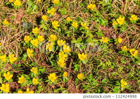 Yellow buttercups on the meadow 112424998