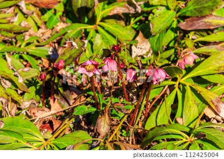 Pink hellebore flower on flowerbed in garden 112425004