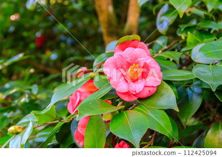 Beautiful blooming camellia tree in park Beautiful blooming camellia tree in park 112425094