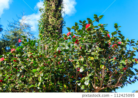 Beautiful blooming camellia tree in park Beautiful blooming camellia tree in park 112425095