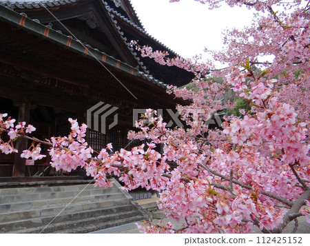 Wakayama Kokawa Temple, a temple garden in early spring dyed pink with cherry blossoms in full bloom Wakayama Kokawa Temple, a temple garden in early spring dyed pink with cherry blossoms in full bloom 112425152
