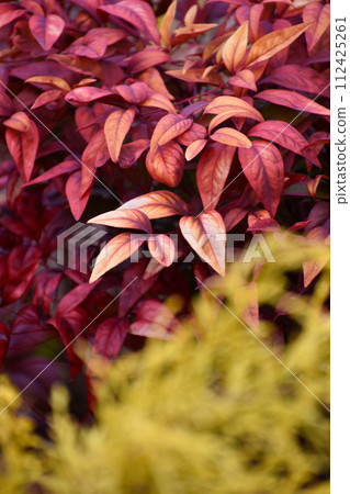 Otafukunanten leaf Otafukunanten leaf 112425261