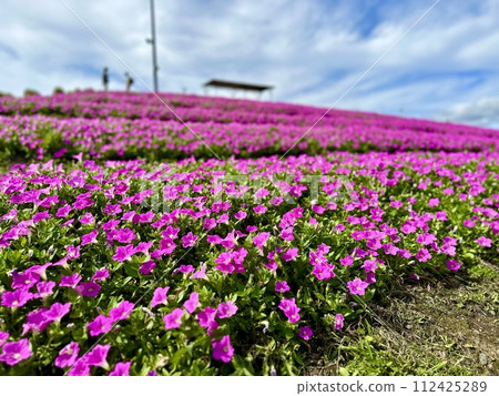 Summer flower garden at Lake Biwa and Hakodateyama 3 112425289