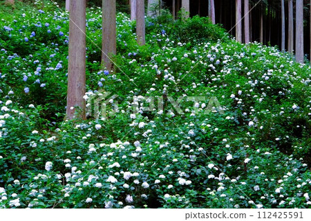 秋留野市南澤繡球山,杉樹林裡盛開的繡球花,六月的花景 秋留野市南澤繡球山,杉樹林裡盛開的繡球花,六月的花景 112425591