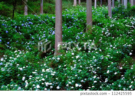 秋留野市南澤繡球山，杉樹林裡盛開的繡球花，六月的花景 112425595