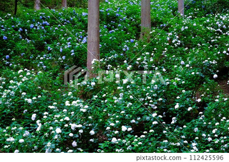 秋留野市南澤繡球山,杉樹林裡盛開的繡球花,六月的花景 秋留野市南澤繡球山,杉樹林裡盛開的繡球花,六月的花景 112425596