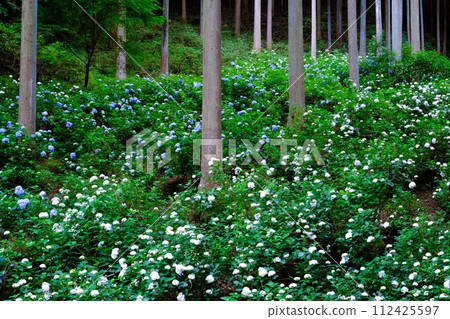 Akiruno City Minamisawa Hydrangea Mountain, hydrangeas blooming in the cedar grove, flower scenery in June 112425597