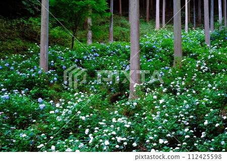 Akiruno City Minamisawa Hydrangea Mountain, hydrangeas blooming in the cedar grove, flower scenery in June 112425598