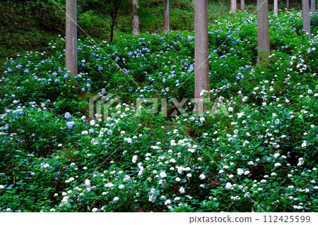 Akiruno City Minamisawa Hydrangea Mountain, hydrangeas blooming in the cedar grove, flower scenery in June 112425599