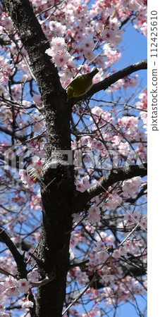 White-eye playing around 112425610