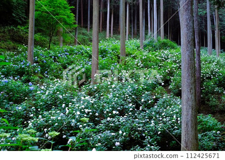 Akiruno City Minamisawa Hydrangea Mountain, hydrangeas blooming in the cedar grove, flower scenery in June Akiruno City Minamisawa Hydrangea Mountain, hydrangeas blooming in the cedar grove, flower scenery in June 112425671