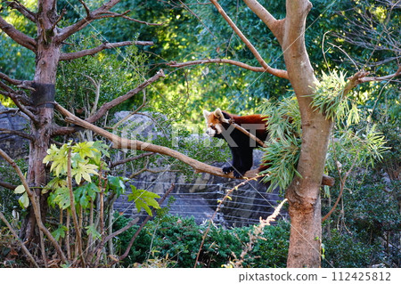 小熊貓 小熊貓 112425812