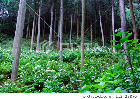 秋留野市南澤繡球山,杉樹林裡盛開的繡球花,六月的花景 秋留野市南澤繡球山,杉樹林裡盛開的繡球花,六月的花景 112425850