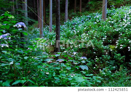 秋留野市南澤繡球山,杉樹林裡盛開的繡球花,六月的花景 秋留野市南澤繡球山,杉樹林裡盛開的繡球花,六月的花景 112425851