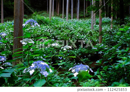 Akiruno City Minamisawa Hydrangea Mountain, hydrangeas blooming in the cedar grove, flower scenery in June Akiruno City Minamisawa Hydrangea Mountain, hydrangeas blooming in the cedar grove, flower scenery in June 112425853