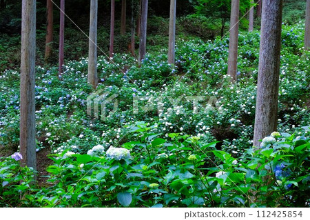 Akiruno City Minamisawa Hydrangea Mountain, hydrangeas blooming in the cedar grove, flower scenery in June Akiruno City Minamisawa Hydrangea Mountain, hydrangeas blooming in the cedar grove, flower scenery in June 112425854