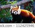 小熊貓 112425946